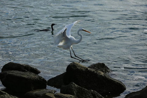 Kayak Tour In Adelaide Dolphin Sanctuary - Coogee Beach Accommodation 1