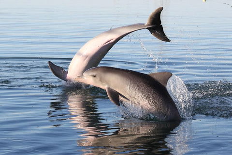Kayak Tour In Adelaide Dolphin Sanctuary - Coogee Beach Accommodation 5