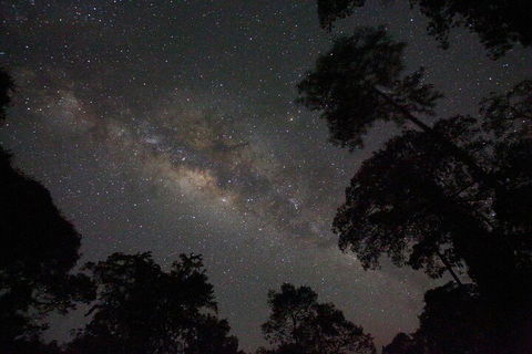 Evening Rainforest & Glow Worm Experience - Coogee Beach Accommodation 4