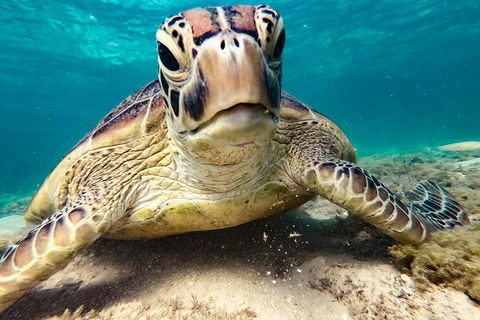 Sail, Snorkel, SUP & Kayak Charter Whitsundays - Coogee Beach Accommodation 0