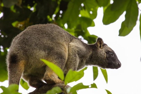 Cairns & Port Douglas All-Inclusive 7 Days Touring Package - Coogee Beach Accommodation 3