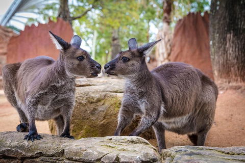 Australia Multi-City Attractions Pass - Coogee Beach Accommodation 4