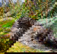Cradle Mountain National Park Day Tour from Launceston - Coogee Beach Accommodation