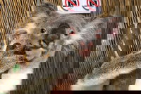 Kuranda Tour Deluxe Course with Kuranda 3 Zoos or Free Course, Cairns