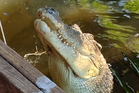 Litchfield Park Adventures And Jumping Crocodile Cruise + Butterfly Farm - Coogee Beach Accommodation 5