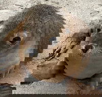 Kangaroo Island Scenic Trail Tour - Coogee Beach Accommodation