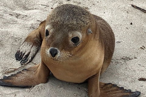 Kangaroo Island Scenic Trail Tour - Coogee Beach Accommodation 0