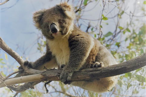 Kangaroo Island Scenic Trail Tour - Coogee Beach Accommodation 2