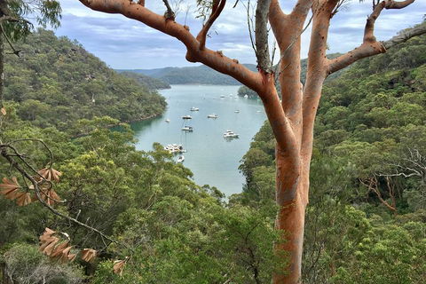 Shore Excursion: Sydney's Northern Beaches & Ku-ring-gai National Park Bus Tour - Coogee Beach Accommodation 1