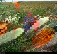 Best of Perth Wildflower Season Day Trip - Coogee Beach Accommodation