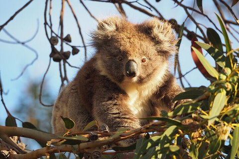 2-Hour Koala Walking Tour In Kangaroo Island - Coogee Beach Accommodation 0