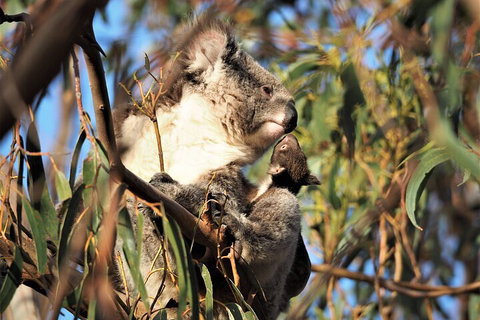 2-Hour Koala Walking Tour In Kangaroo Island - Coogee Beach Accommodation 1