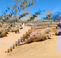 West MacDonnell Ranges Half-Day Small-Group Tour with Camel Ride - Coogee Beach Accommodation