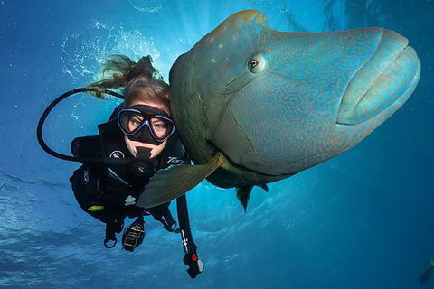 Great Barrier Reef Snorkeling And Diving Cruise From Cairns - Coogee Beach Accommodation 0