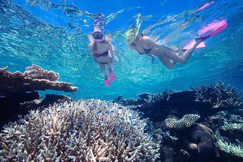 Great Barrier Reef Scenic Helicopter Tour And Cruise From Cairns - Coogee Beach Accommodation 3