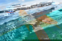 Scenic Helicopter Flight to Moore Reef and Return Snorkeling Cruise from Cairns