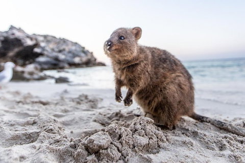 Rottnest Island All-Inclusive Grand Island Tour From Fremantle - Coogee Beach Accommodation 2