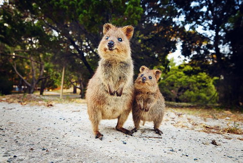 Rottnest Island All-Inclusive Grand Island Tour From Fremantle - Coogee Beach Accommodation 5