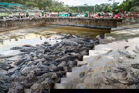 Hartley's Crocodile Adventures Day Trip from Palm Cove