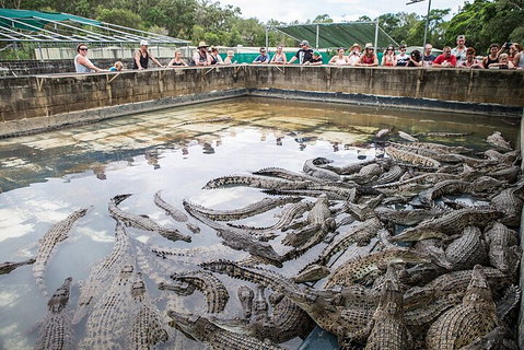 Hartley's Crocodile Adventures Day Trip From Palm Cove - Coogee Beach Accommodation 0