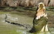 Hartley's Crocodile Adventures Day Trip From Palm Cove - thumb 3