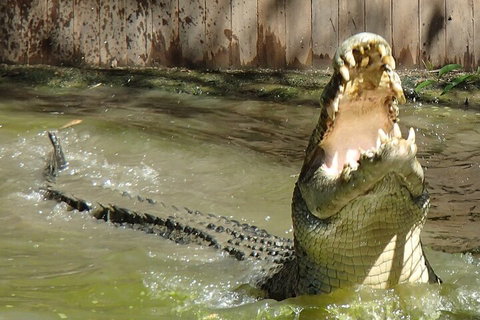 Hartley's Crocodile Adventures Day Trip From Palm Cove - Coogee Beach Accommodation 3