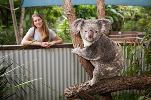 Hartley's Crocodile Adventures Day Trip From Palm Cove - Coogee Beach Accommodation 5