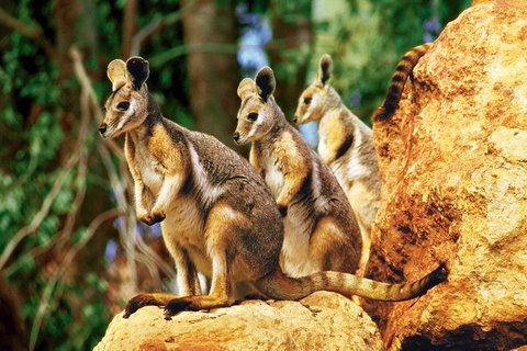 Sydney Harbour Hop On Hop Off Cruise With Taronga Zoo Entry - Coogee Beach Accommodation 4