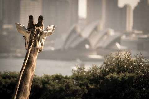 Sydney Harbour Hop On Hop Off Cruise With Taronga Zoo Entry - Coogee Beach Accommodation 5