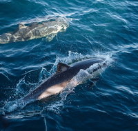 Sydney Whale-Watching Cruise - Coogee Beach Accommodation
