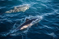 Sydney Whale-Watching Cruise