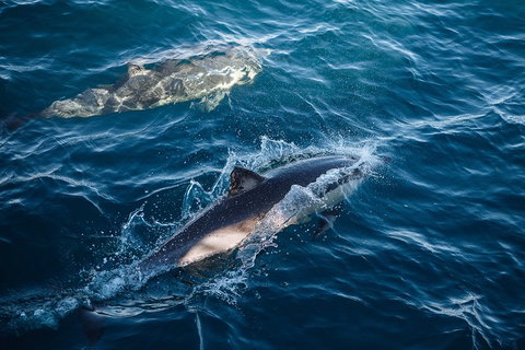 Sydney Whale-Watching Cruise - Coogee Beach Accommodation 0