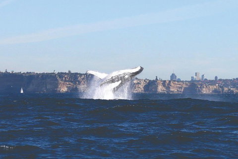 Sydney Whale-Watching Cruise - Coogee Beach Accommodation 3