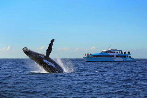 Sydney Whale-Watching Cruise - Coogee Beach Accommodation 5