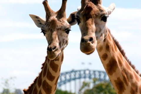 Sydney Harbour Ferry With Taronga Zoo Entry Ticket - Coogee Beach Accommodation 1