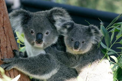 Sydney Harbour Ferry With Taronga Zoo Entry Ticket - Coogee Beach Accommodation 3