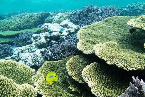 Abrolhos Islands Scenic Flight & Snorkel Adventure From Perth - Coogee Beach Accommodation 4
