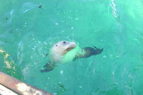 Abrolhos Islands Scenic Flight & Snorkel Adventure From Perth - Coogee Beach Accommodation 5