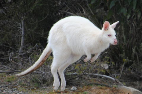 Small-Group Day Trip From Hobart To Bruny Island - Coogee Beach Accommodation 2