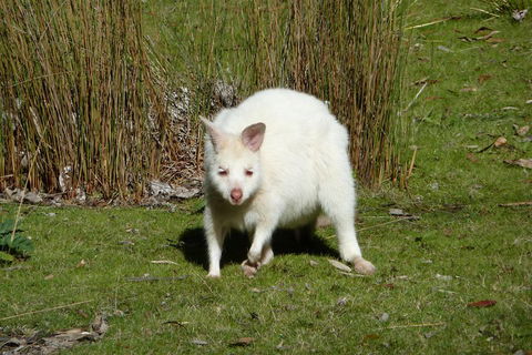 7-Day Super Value Tour Of Tasmania: Explore Tasmania's West And East Coasts - Coogee Beach Accommodation 1