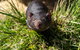 4-Day Fabulous Tasmania Tour: Wineglass Bay, Port Arthur, Devils & Bruny Island - thumb 4