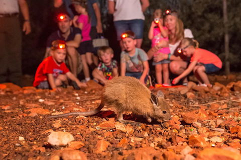 Alice Springs Desert Park Nocturnal Tour - Coogee Beach Accommodation 1