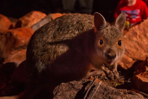 Alice Springs Desert Park Nocturnal Tour - Coogee Beach Accommodation 3