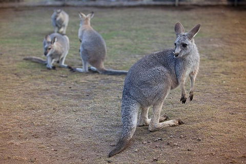 Private Tour: Blue Mountains Day Trip From Sydney - Coogee Beach Accommodation 2