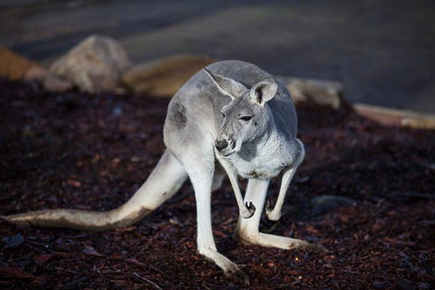 Private Tour: Blue Mountains Day Trip From Sydney - Coogee Beach Accommodation 3