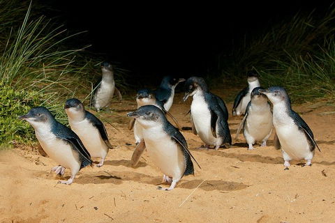 Small Group - Phillip Island Hike & Penguin Parade Day Tour From Melbourne - Coogee Beach Accommodation 1
