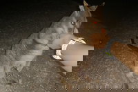 Private Tour to Paronella Park Historic Village Herberton and wild life Wallaby, Cairns