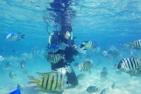 Adventure Moreton Island Scuba Dive Tour - Coogee Beach Accommodation 1