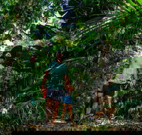 Full Day Daintree Rainforest and Mossman Gorge Tour - Coogee Beach Accommodation