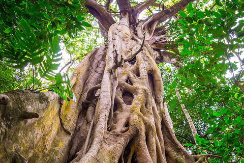 Mossman Gorge Adventure Day - Coogee Beach Accommodation 1